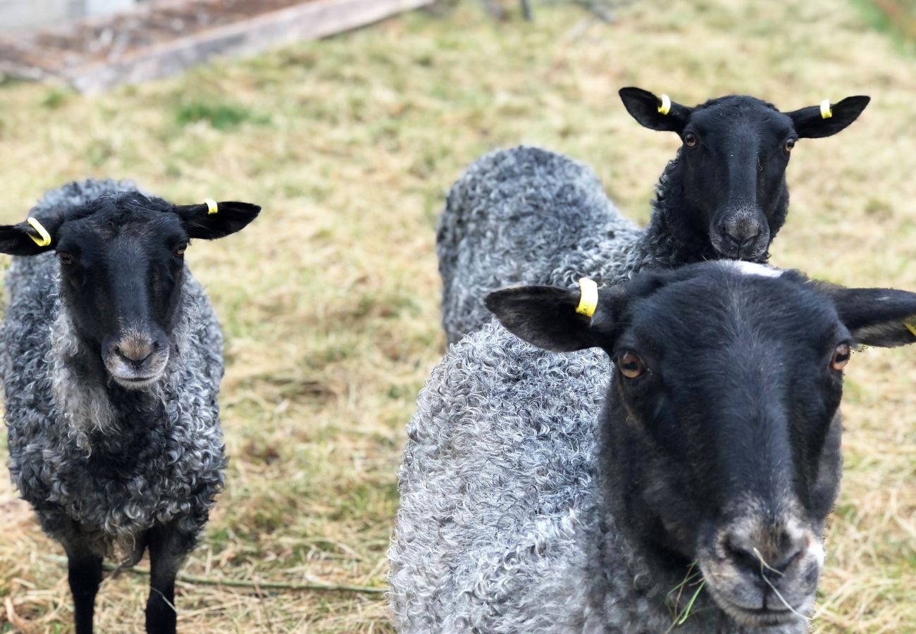 Ferienwohnung in Laholm - SE02059