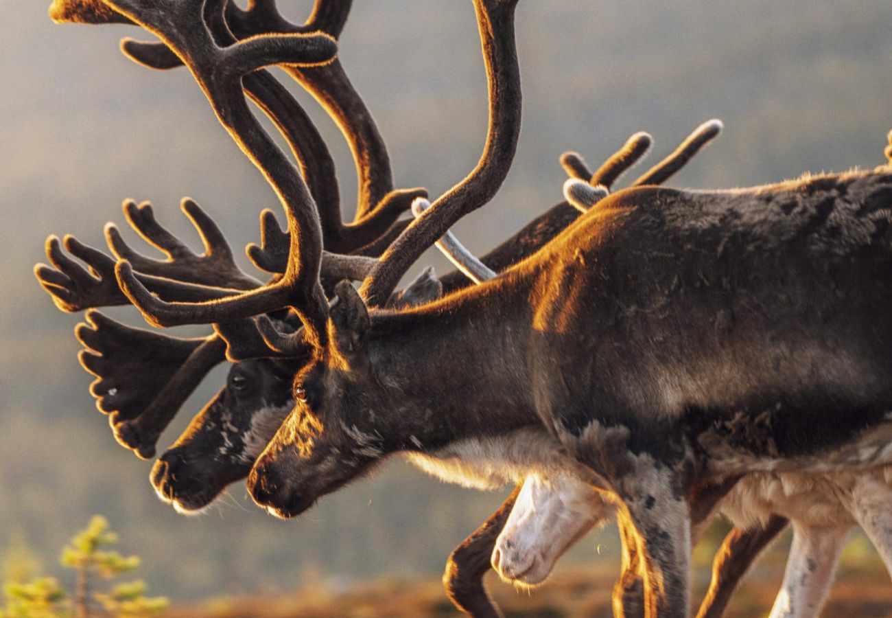 Ferienhaus in Idre - SE19021