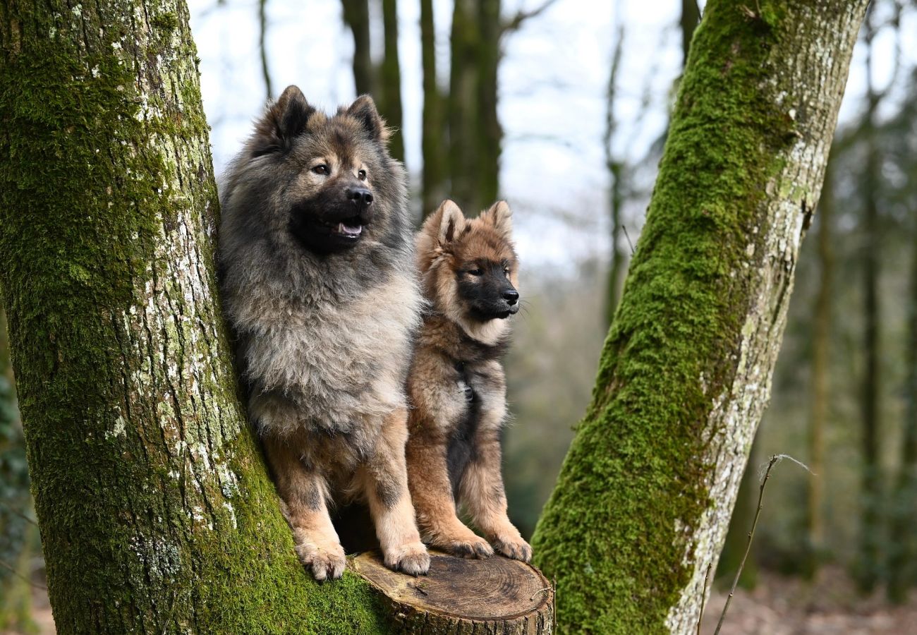 Ferienhaus in Varekil - SE09114