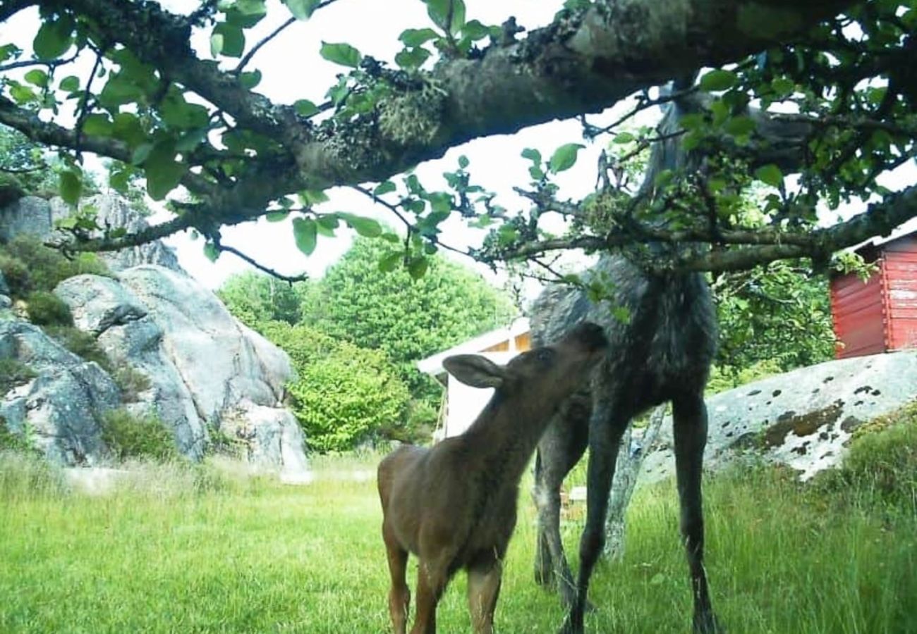 House in Hjälteby - SE09134