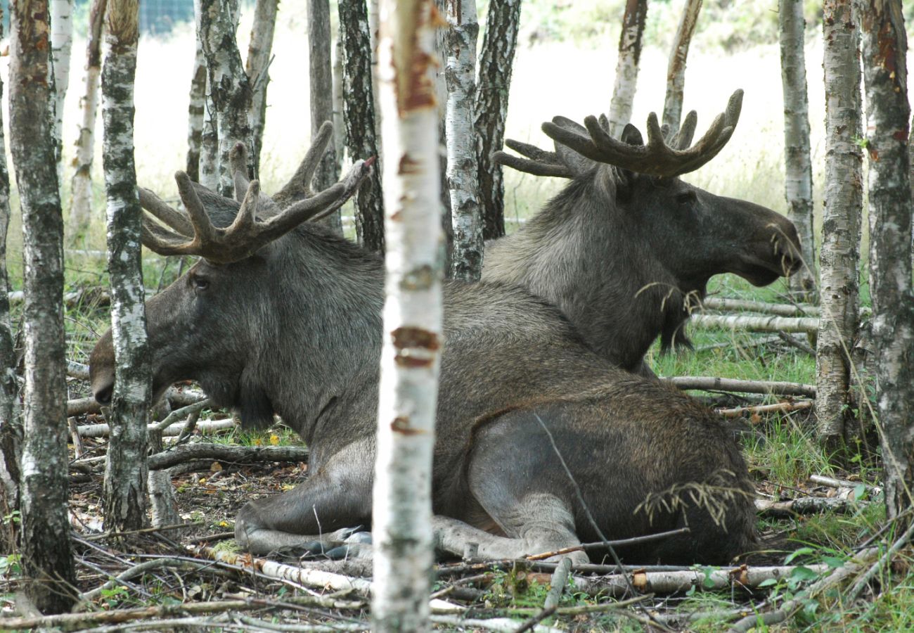 Stuga i Mellerud - SE17011