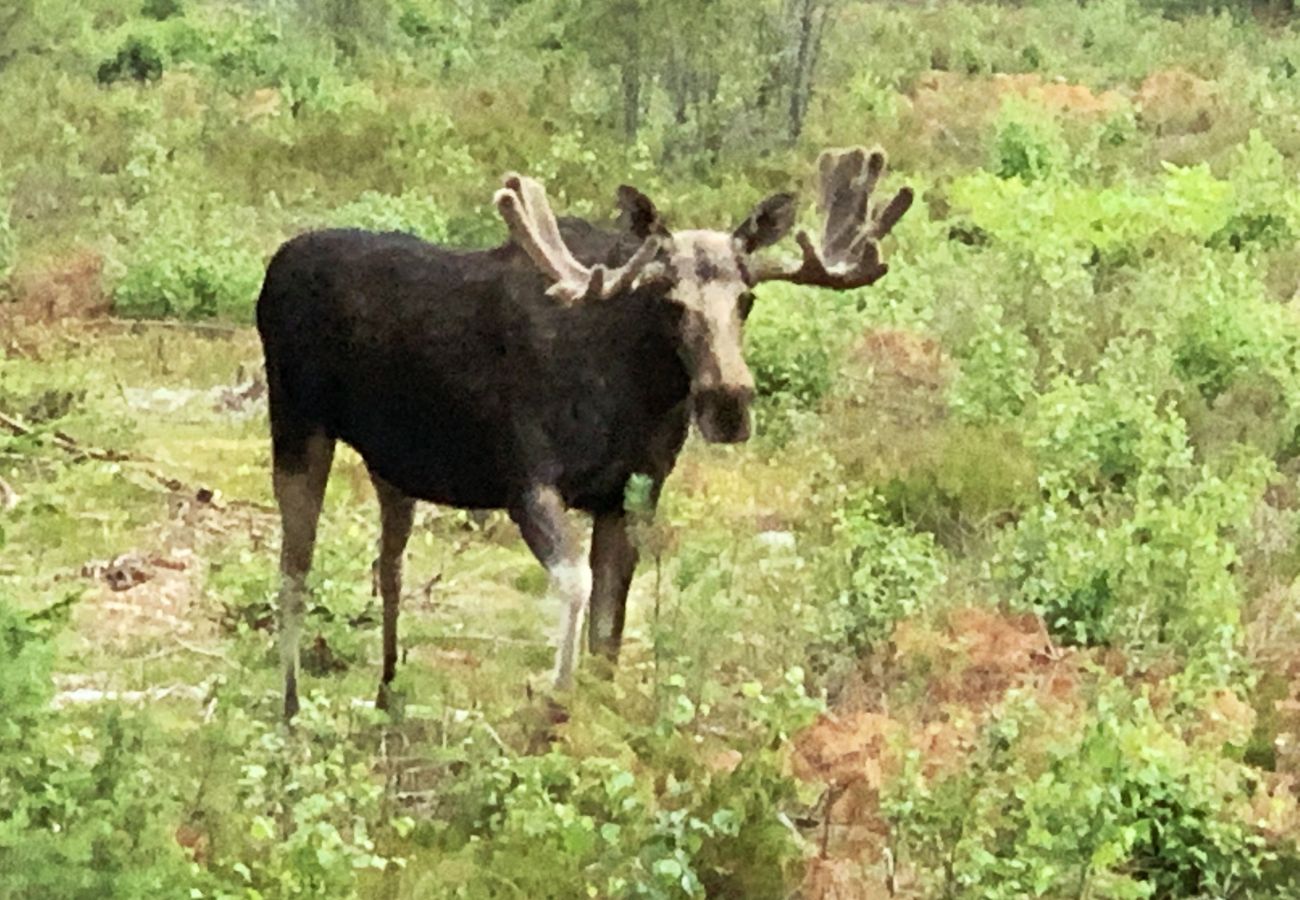 Stuga i Varekil - SE09063