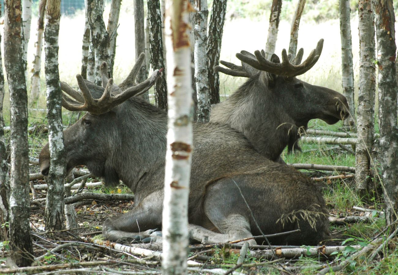 Stuga i Mellerud - SE17015