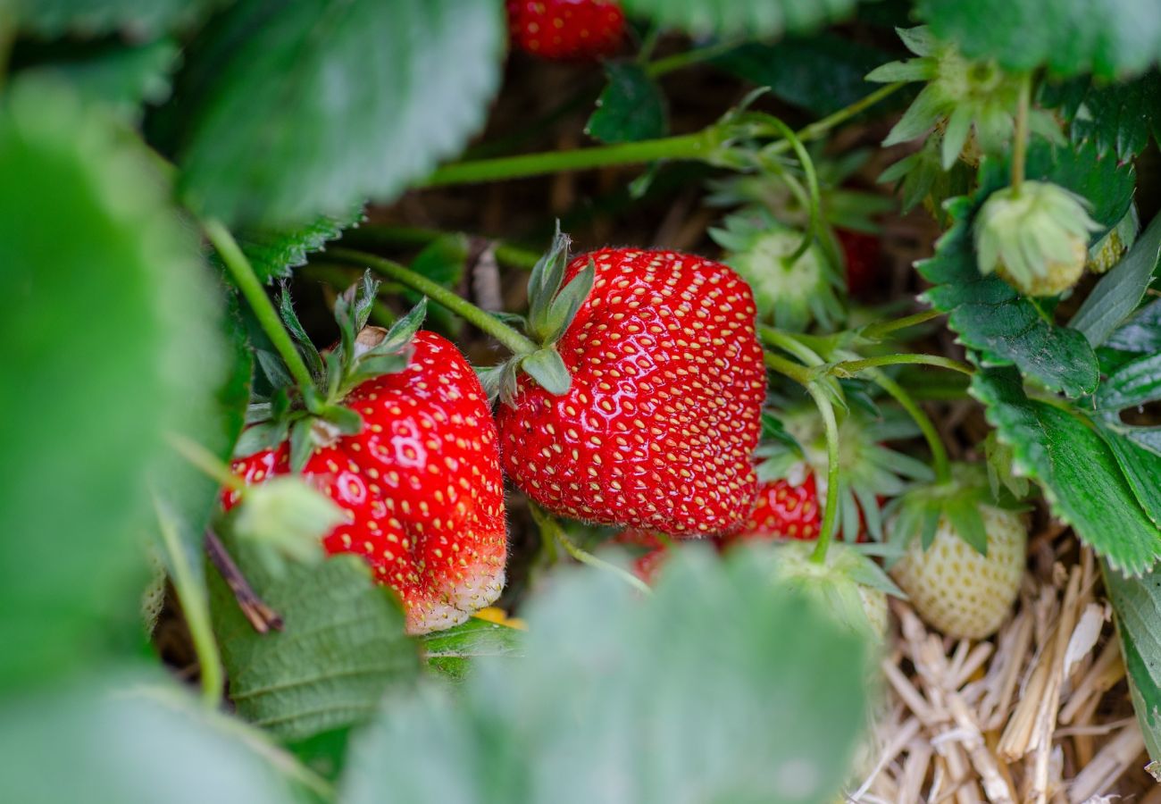 Stuga i Stenungsund - SE09109