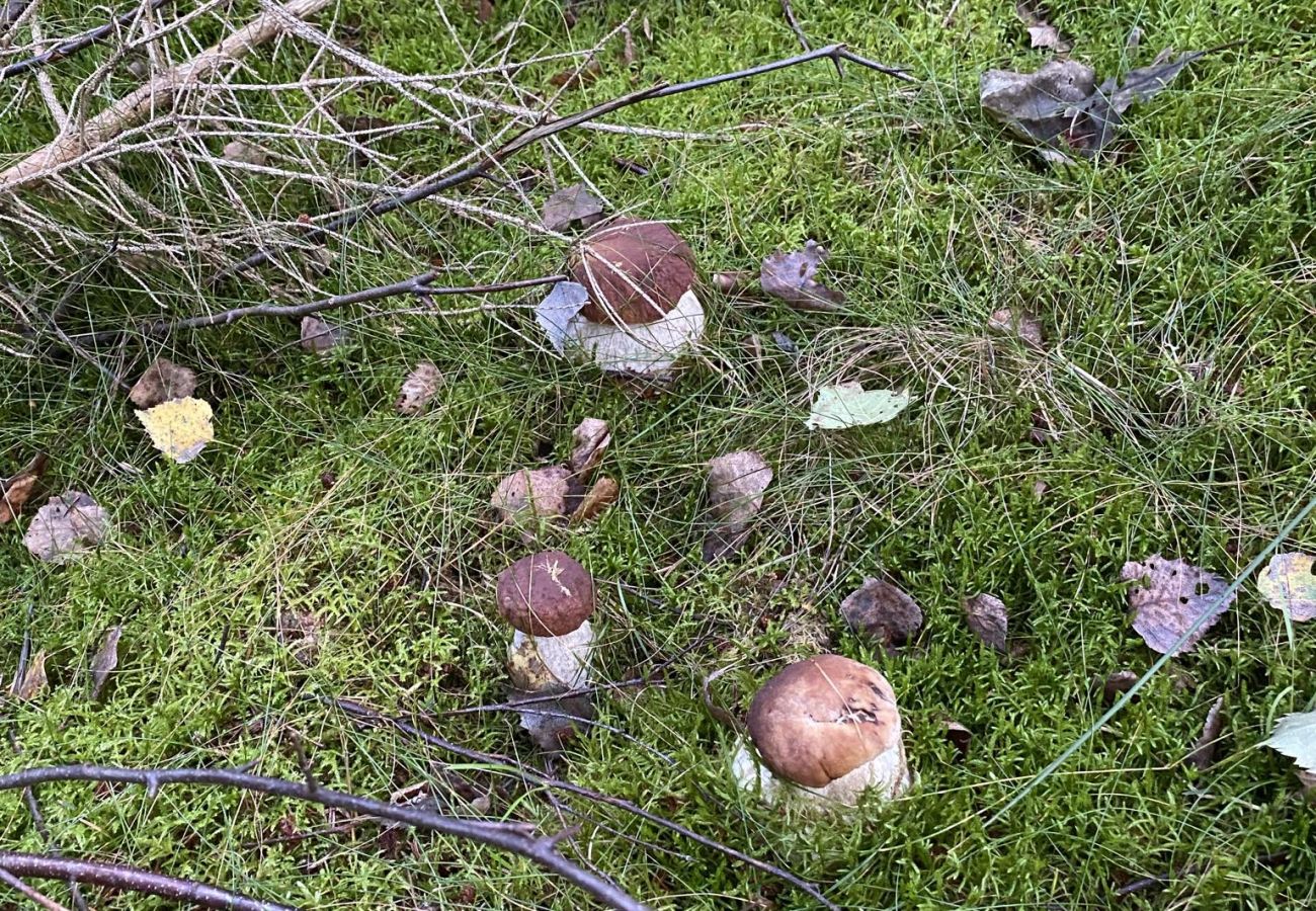 Stuga i Laholm - SE02119