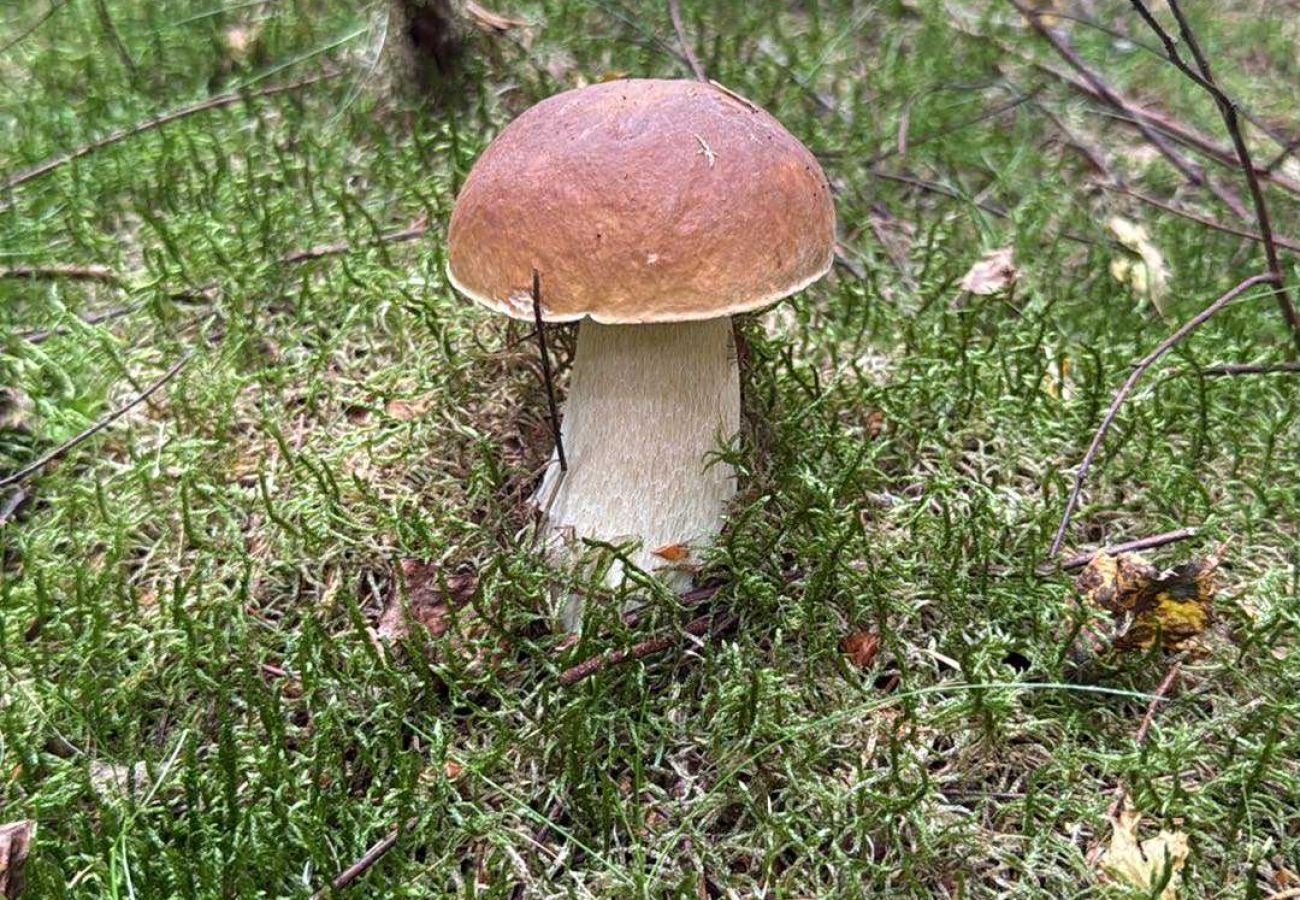 Stuga i Laholm - SE02119