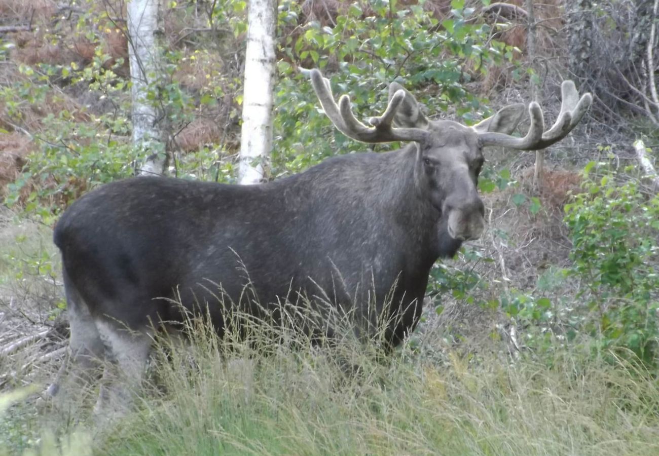 Stuga i Henån - SE09156